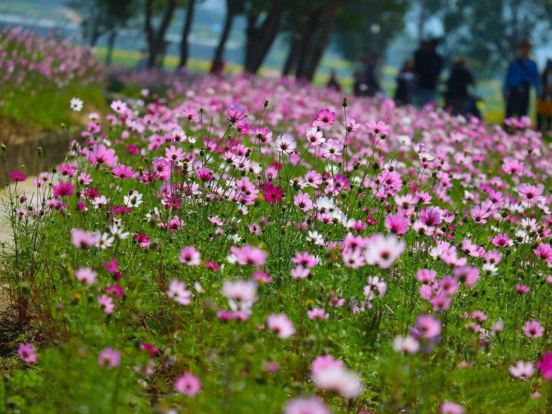 波斯菊